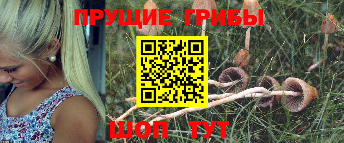 Электрогорск  Псилоцибиновые грибы Psilocybine cubensis  Псилоцибиновые грибы прущие грибы  Вход с VPN 